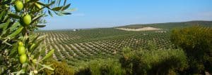 Spain is the biggest olive oil producer