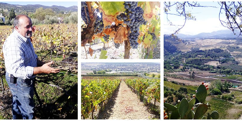 ronda winery tour